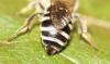 Colletes similis